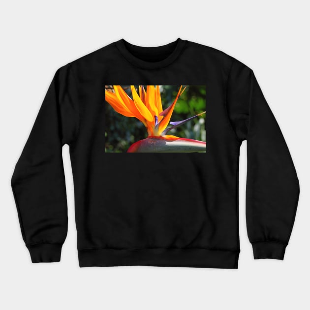 Bird of Paradise or Crane Lily Crewneck Sweatshirt by Carole-Anne